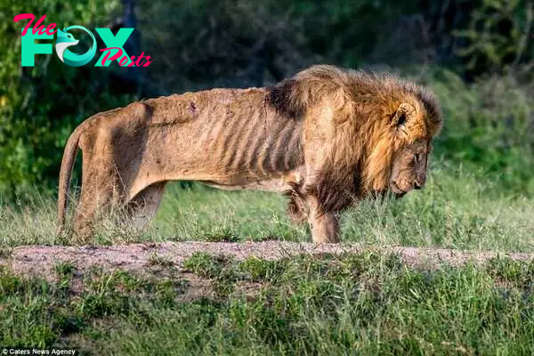 Final days: The once mighty beast looked down to the ground as he lived out his final days in the Kruger National Park  