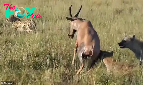 The partially eaten antelope struggles to its feet before trying to flee. Usually, hyenas feed on animals killed by other predators