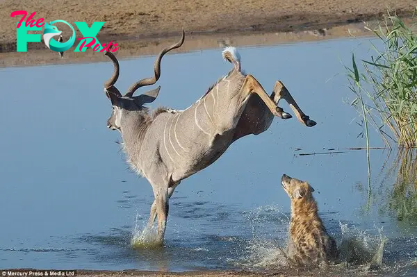 Into the deep: The kudu ran out into the water, taking advantage of his long legs to wade out further than the hyenas could manage. From there he was able to take his time to rethink an escape route