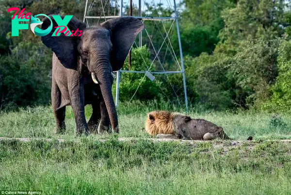 Move out my way: A large elephant brazenly approached the frail lion in the park as it crouched on the floor 