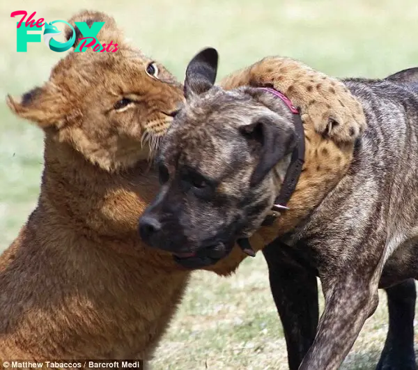 Give me a kiss, mum! The cubs are incredibly fond of their surrogate mother Beth