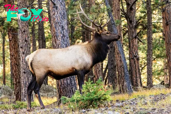 Bull Elk