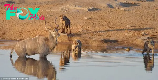 Hope: After three hours the kudu finally spotted a potential way to escape. A herd of zebra waded across the water towards him, allowing him to wade out even further and get lost in the crowd