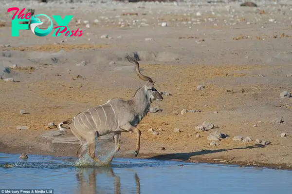 Bad luck: The kudu had earlier made several failed attempts to get out the waterhole with his life, but his muscles were stiffened by the cold water and he would have been unable to outrun the hyenas