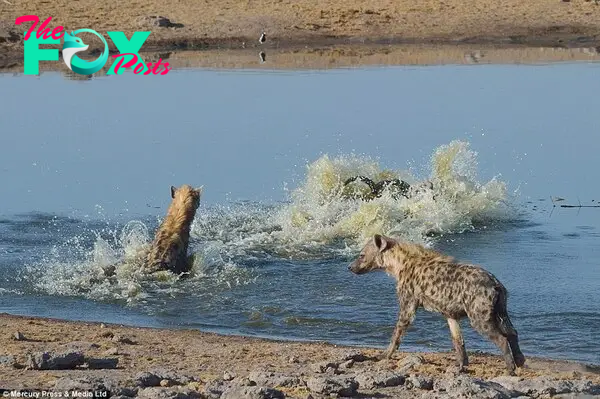 Splash: The lone bull kudu saw the approaching zebras as his only chance to escape the waterhole with his life. Many of the hyena were lying in wait for him inside the deep grooves in the earth created by elephants who kick the ground to get dirt for their dust baths