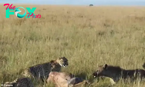 When the hyenas disrupt the meal, the cheetahs decide to flee immediately - at which point the stricken antelope sees its chance to escape