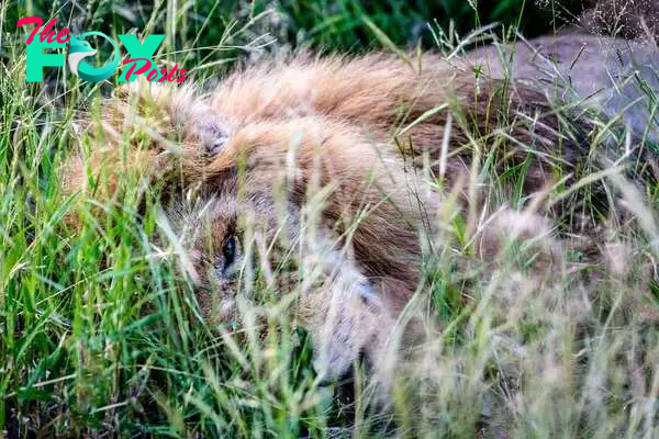 Fallen king: The lion lies dead in the grass of the Kruger National Park, marking the end of his decline after losing his pride 