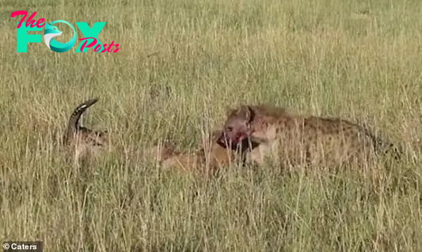 After a brief chase, the pack catches the unfortunate creature, who instantly becomes dinner - for a second time, in the footage taken in March