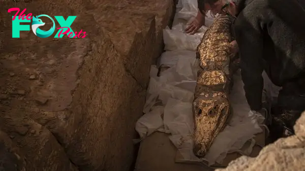 Terrifying mummified crocodiles uncovered in ancient tomb at rubbish dump -  Daily Star