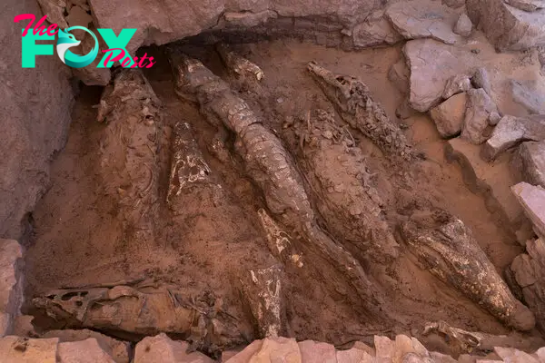 10 Mummified Crocodiles Emerge From an Egyptian Tomb - The New York Times