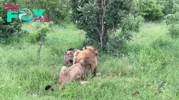 Hyena in Lion's Death-Grip Defies Odds