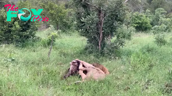 Hyena in Lion's Death-Grip Defies Odds