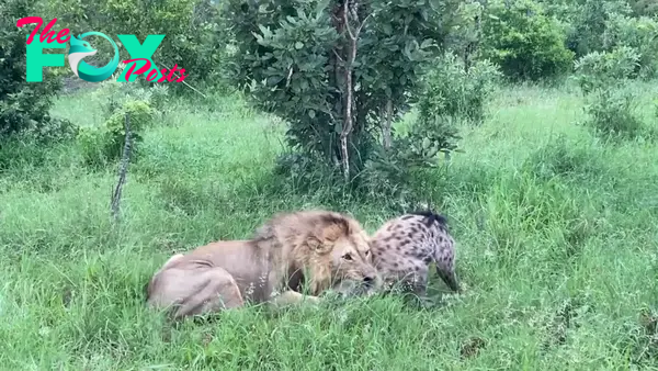 Hyena in Lion's Death-Grip Defies Odds