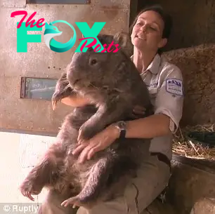 Quite a handful! At 79lbs, Patrick is a lot heavier than the average wombat who weighs somewhere between that figure and 32lbs