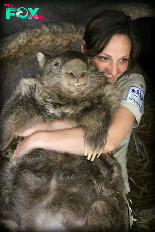 Meet Patrick, the World's Oldest and Largest Living Wombat » TwistedSifter