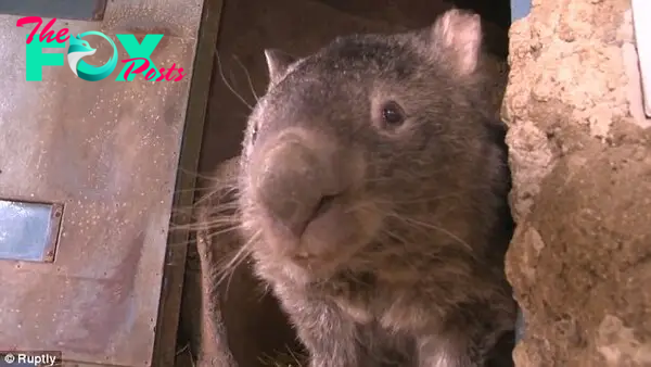 Peek-a-boo! When Patrick the wombat first features in the video he appears to be an average size