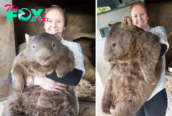 The incredible size of a fully grown wombat. : r/interestingasfuck