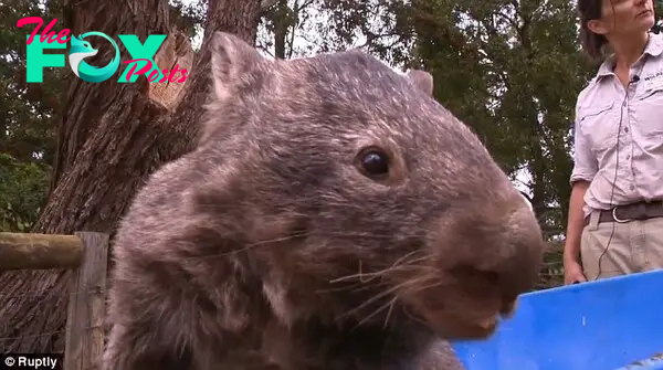 Patrick has been in captivity nearly his entire life as he couldn't defend himself against other wombats in the wild