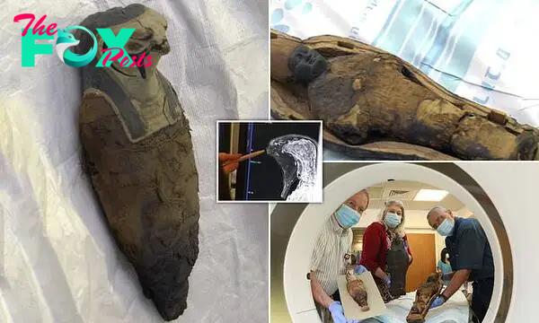 Child-like mummy thought to contain human remains is revealed to be packed with GRAIN | Daily Mail Online