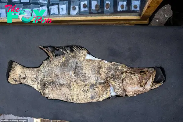 The incredibly preserved fish, including details of its scales, is placed inside a foam slab to protect it ahead of further study by scientists