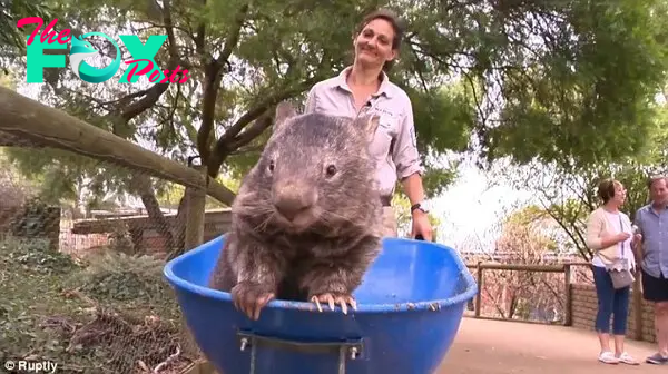 The wombat was hand-raised as a baby and is famous for greeting visitors to the park in a wheelbarrow