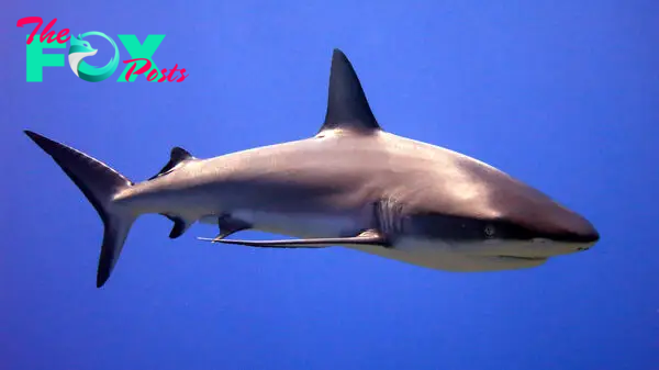 Shark - Wikipedia
