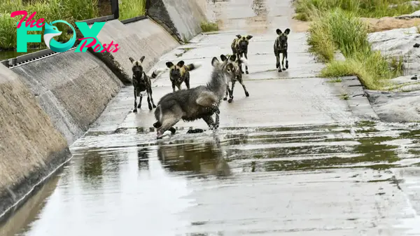 Waterbuck trying to escape wild dogs in Kruger National Park