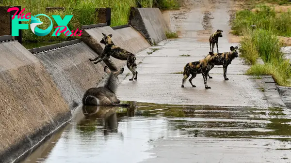 Waterbuck with Broken Leg Survives Pack of Wild Dogs (Miracle Sighting)