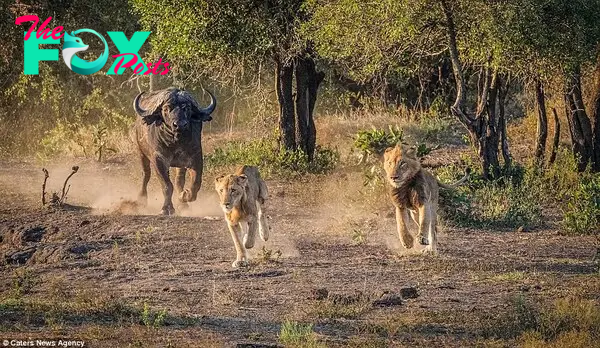 Nature at work: The amazing scenes were captured in Kruger National Park, northeast South Africa 