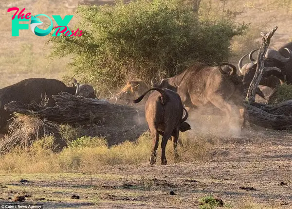 Surrounded: Within seconds, the buffalo has rounded on the lion, biting and attacking it with their horns and hooves, the fear and fury clearly visible on the lion's face