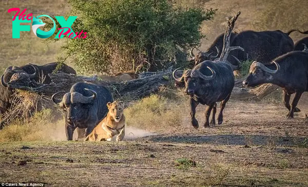 Quick escape: A young lion is forced to run for his life as the hunters become the hunted when a herd of buffalo turn on a lion pride