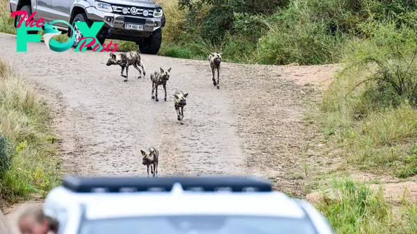 Wild dogs approaching waterbuck