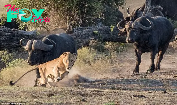 Dash for freedom: Although a pride of lions would single out the weakest buffalo and pounce on it en-masse, this time, the buffalo were too many for them, and attacked the predators