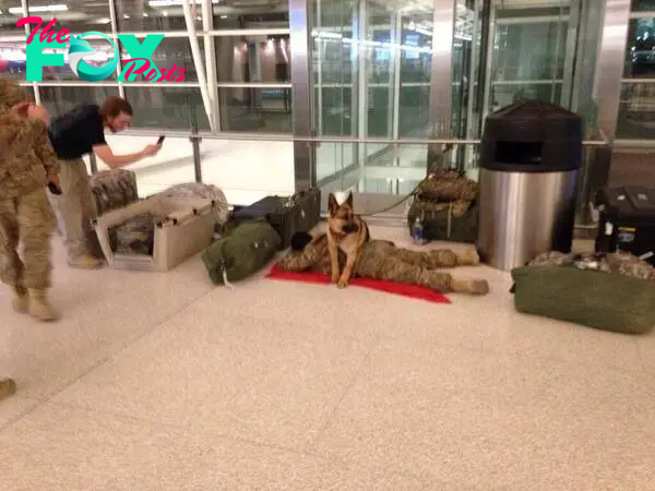 A military dog protects a soldier as he sleeps in the airport : r/pics