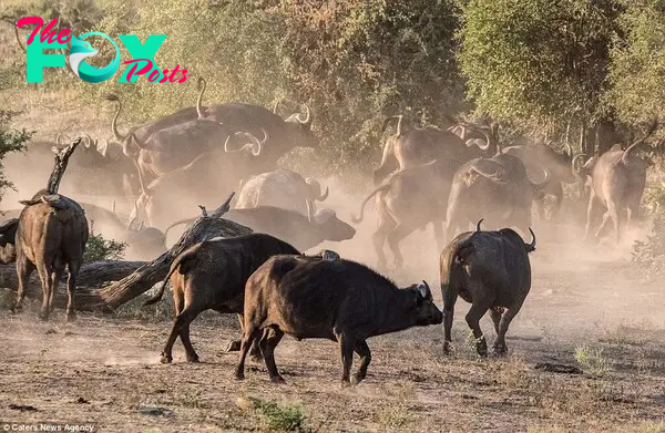 Satisfied with having chased the lions away, the herd of buffalo disappear into the bushes