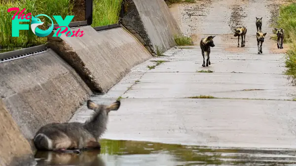 Waterbuck with Broken Leg Survives Pack of Wild Dogs (Miracle Sighting)