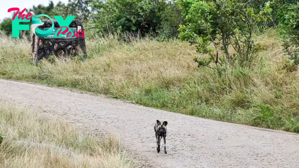 Wild dog in Kruger National Park