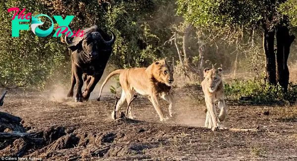 Run boy, run! The younger male members of the pride are sent packing by a very aggressive buffalo bull