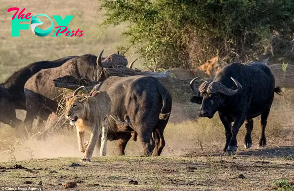 Nowhere to run: The buffalo notice the older male hiding between the two fallen logs, right, and abandon their pursuit of the young lion