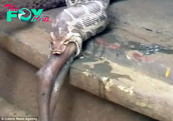 Shocked villagers came to watch the large snake eating the antelope and looked on in horror