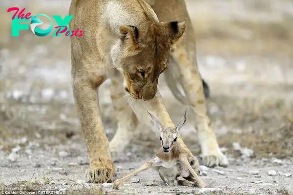 Photographer Gordon Donovan, from New York, claims that the bizarre scene played out for more than two hours when he visited the pride in Namibia's Etosha National Park