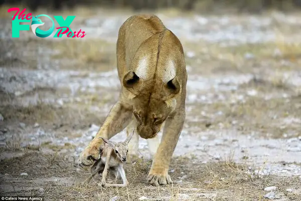 The fascinating set of images show a grieving lioness apparently adopting the baby springbok as if it were one of her very own cubs