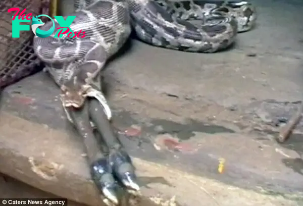 The giant python, measuring 12 foot in length, stretched its mouth to devour its large prey