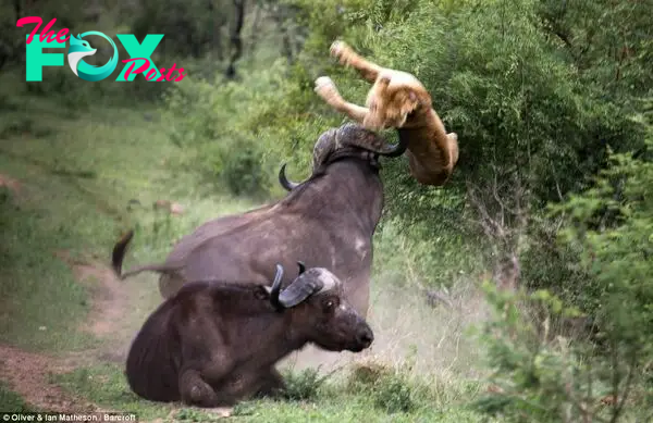 17/18 A large adult buffalo attacks a young lion to protect a young buffalo,