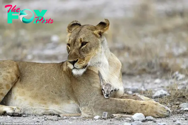 The shots show the lioness holding the young springbok back from running away, cleaning it, pushing it around playfully - while refusing to allow other members of her hungry pride anywhere near it, after her own cubs were killed by a rival male lion