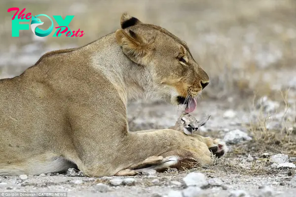 Gordon, 53, was informed by a guide that the lioness was part of a pride that had been overtaken by a new male, and, in doing so, the dominant male had killed the lioness' male cubs