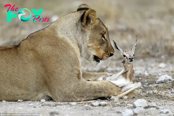 Although the antelope species are her natural prey, the lioness protected the bok from a pair of pregnant lions who approached in search of food