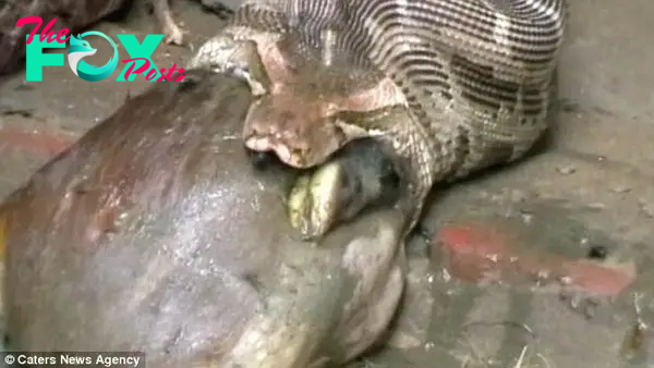 The video shows the snake suddenly regurgitating the entire creature after discovering it is a little too big to swallow