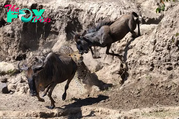 Stampede: Despite the leopard's speed and ferocious teeth, the big cat is no match for the weight of a fully grown stampeding wildebeest. Even the smallest mistake could mean he was killed himself