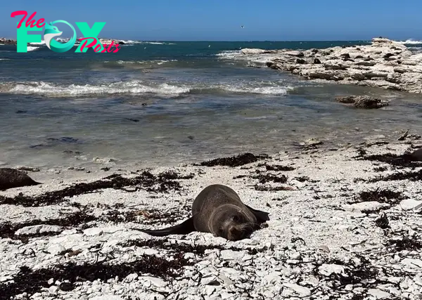 Seal Colony